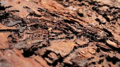樱桃蛾幼虫在挪威云杉树皮的室内爬行